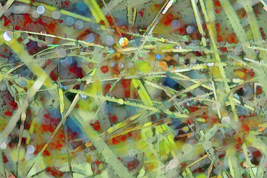 Colorful Raindrops On Grass Abstract Photograph