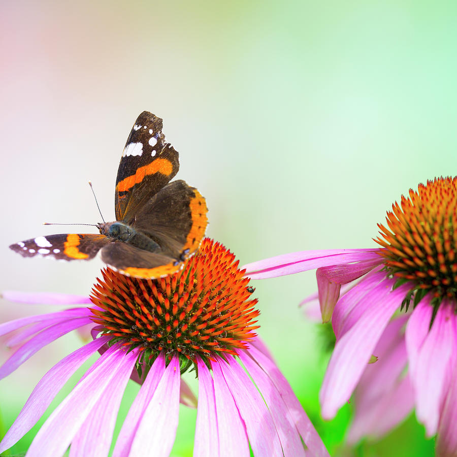 Colorful Red Admiral Butterfly Photograph by Pawel.gaul