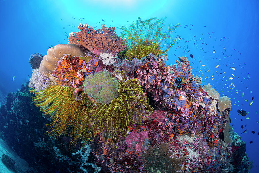 Colorful Reef Scene Photograph by Andrew Martinez