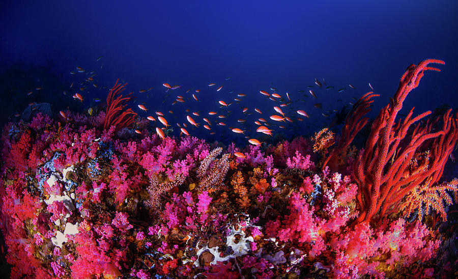 Colorful Reef Scene With Anthias Fish Photograph by Beth Watson