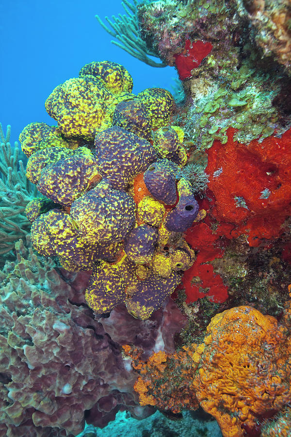 Colorful Reef With Copy Space Photograph by Jodijacobson