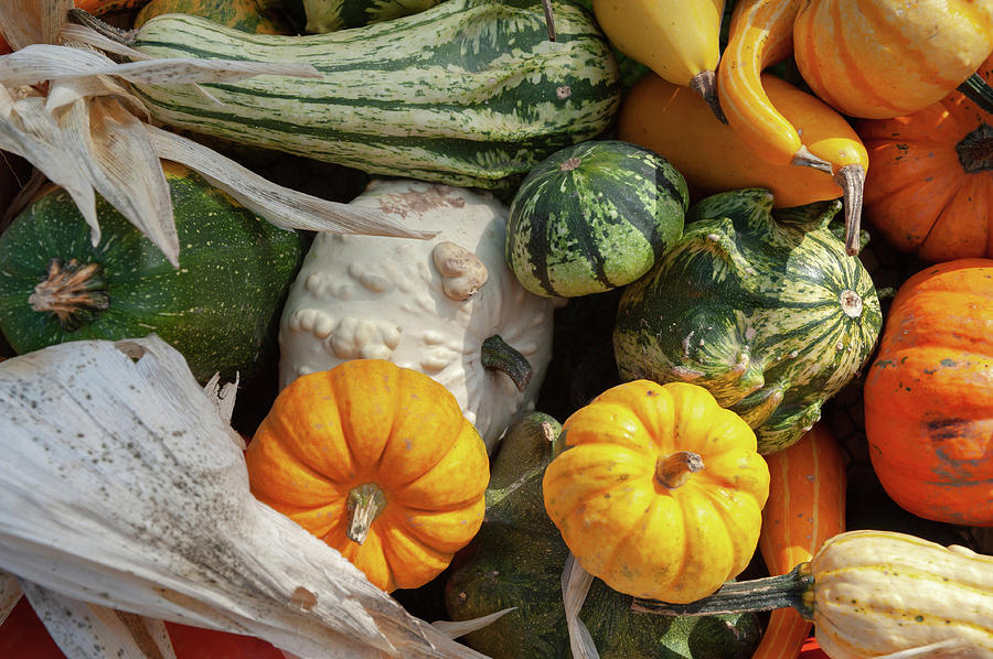 Colorful Ripe Pumpkins, Squash And Gourds 1 Photograph by Jenny Rainbow