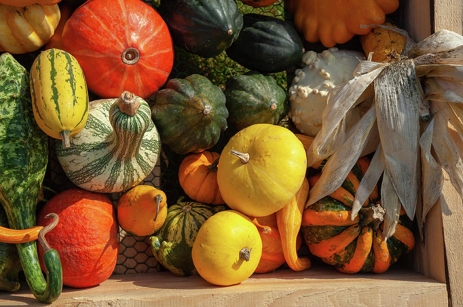 Colorful Ripe Pumpkins, Squash and Gourds Photograph by Jenny Rainbow