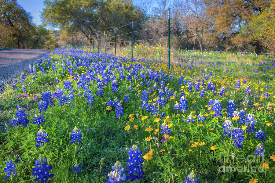 Colorful Roadside Wildflowers Photograph by Bee Creek Photography - Tod ...