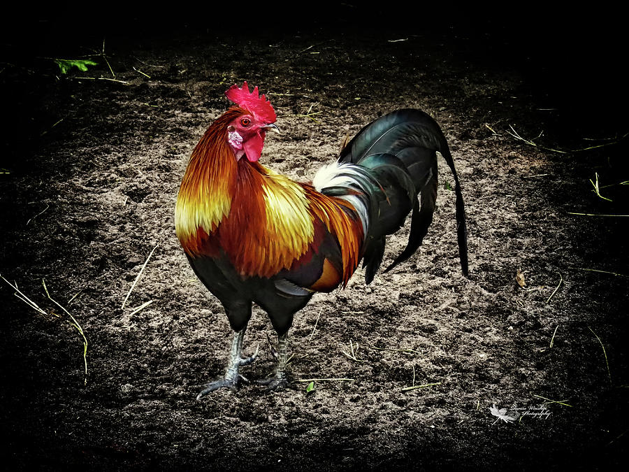 Colorful Rooster Photograph by Denise Winship