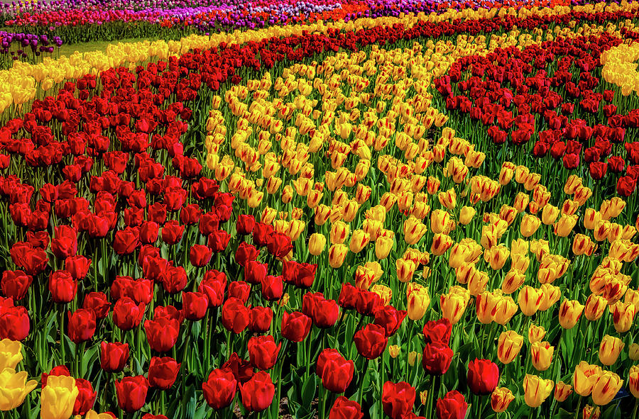 Colorful Rows Of Tulips Photograph by Garry Gay