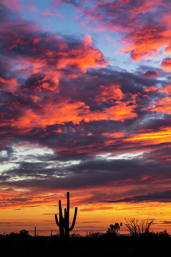ColorFul Saguaro Sunset  Photograph by Saija Lehtonen
