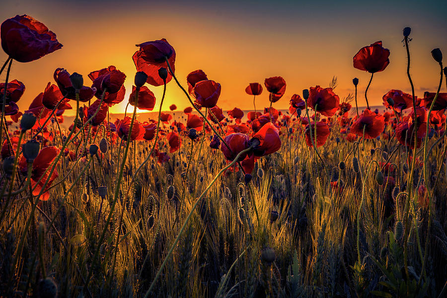 Morning with Poppies