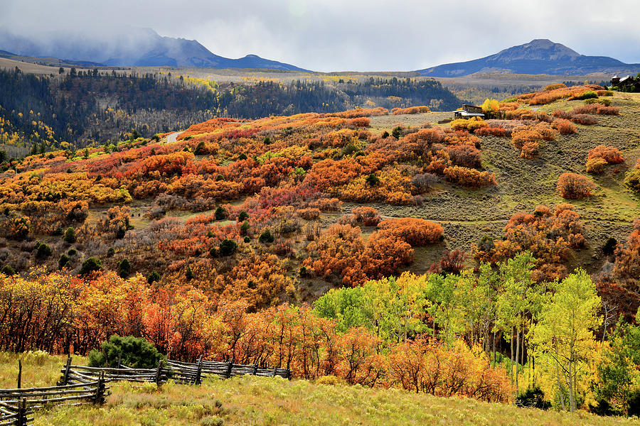 Colorful Scrub Oak and Aspen along Last Dollar Road Photograph by Ray Mathis