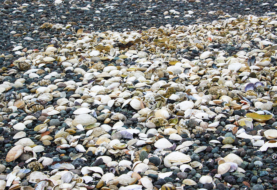 Colorful Sea Shells on a Gravel Beach by Pacific Northwest Sailing Colorful Sea Shells on a Gravel Beach by Pacific Northwest Sailing