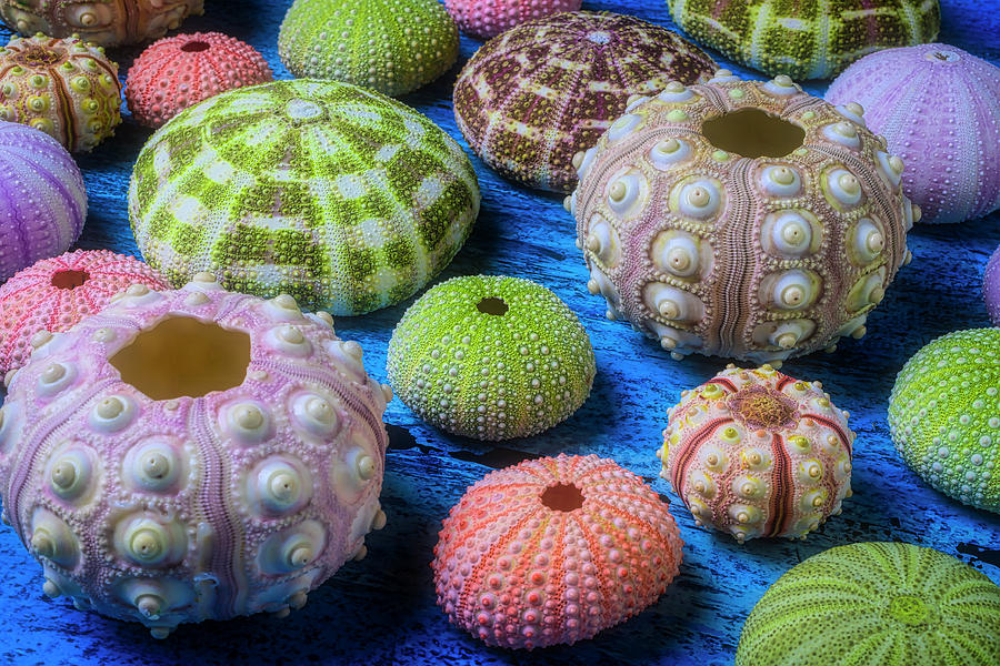 Colorful Sea Urchins Photograph by Garry Gay