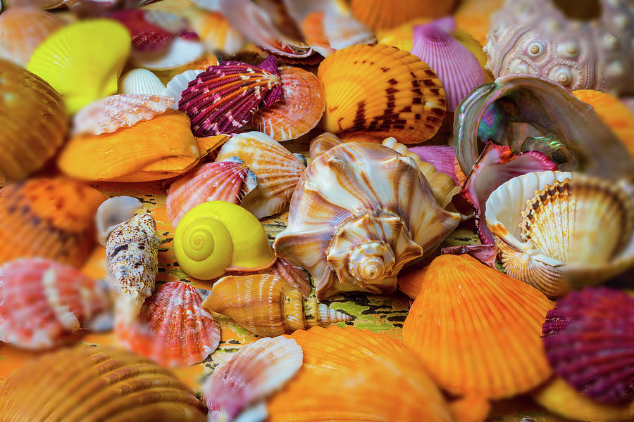 Shell Photograph - Colorful Seashell Collection by Garry Gay