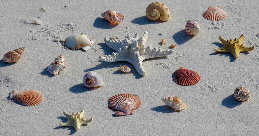 Colorful Seashells on a Beach Photograph by Dennis Schmidt