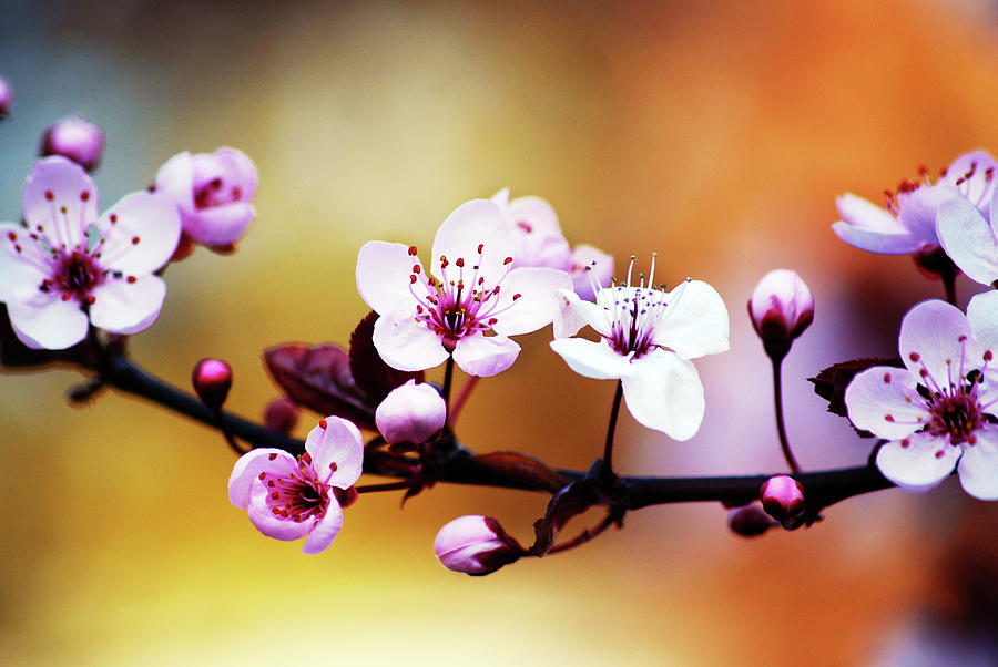 Colorful Spring Photograph by Amiplim ~ Laia Solanellas