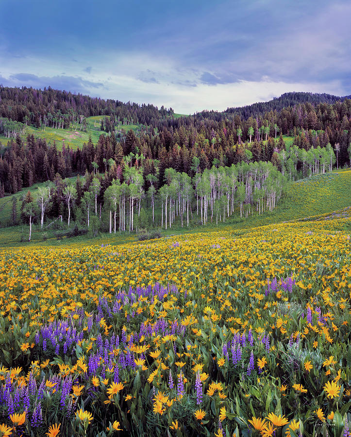Colorful Spring Meadow Photograph by Leland D Howard
