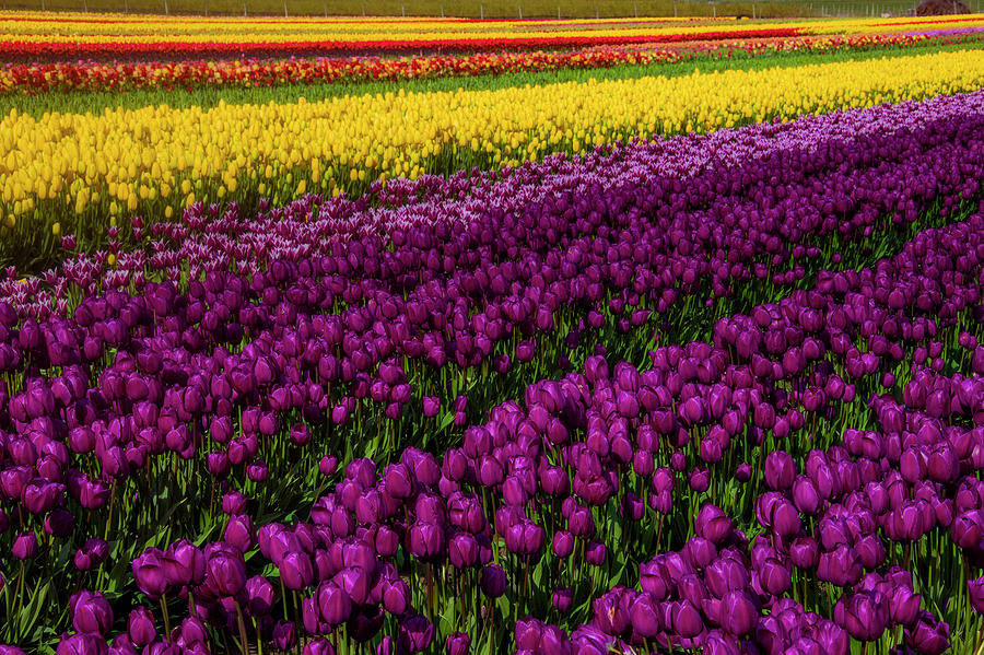 Colorful Spring Tulip Fields Photograph by Garry Gay