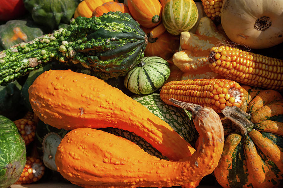 Colorful Squash and Gourds Photograph by Jenny Rainbow