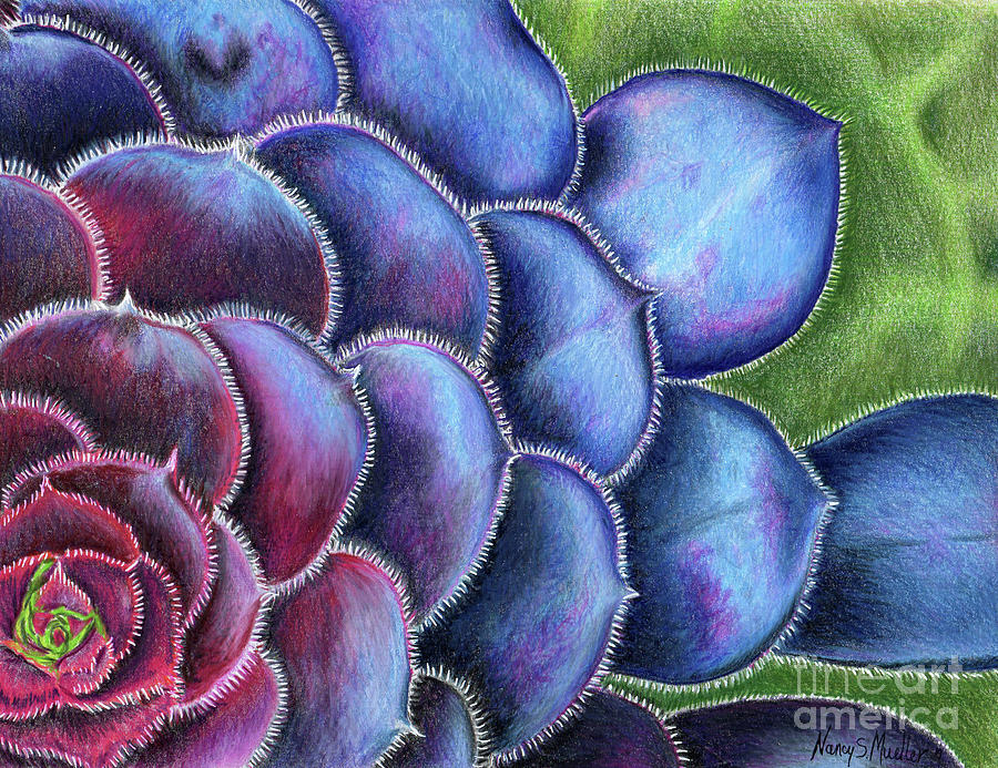 Colorful Succulent Drawing Drawing
