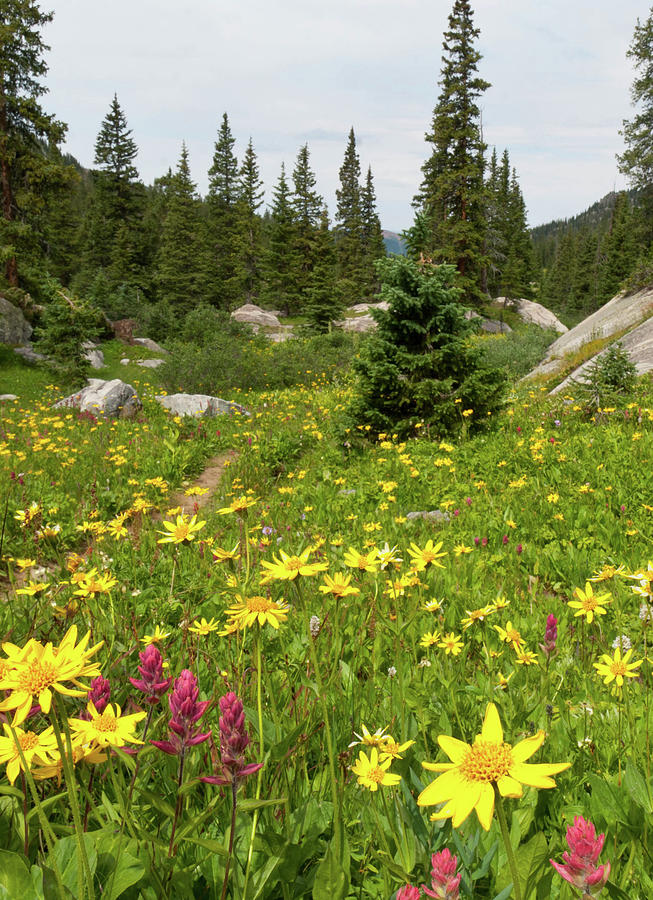 Colorful Summer Holy Cross Wilderness Portrait Photograph by Cascade ...