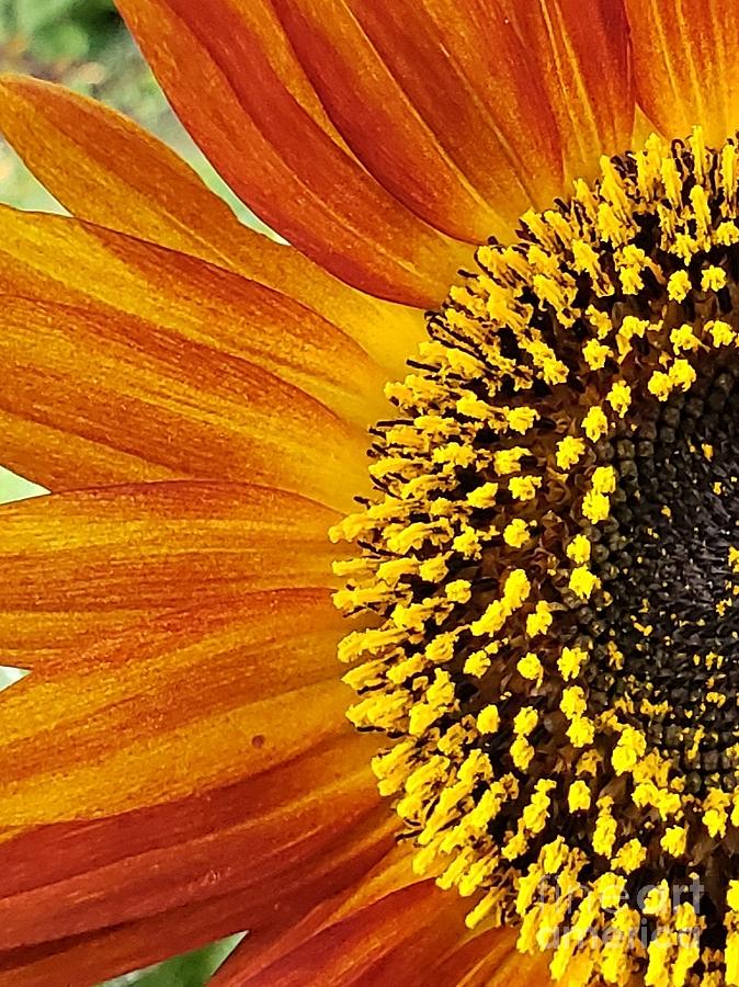 Colorful Sunflower Photograph by Anita Adams
