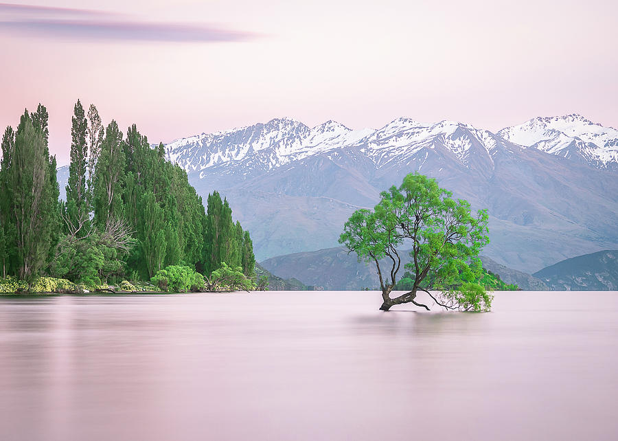 New Zealands Wanaka Tree During Colorful Sunrise by Peter Kolejak New Zealands Wanaka Tree During Colorful Sunrise by Peter Kolejak