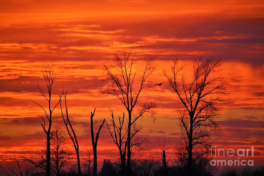 Colorful Sunrise Trees Photograph