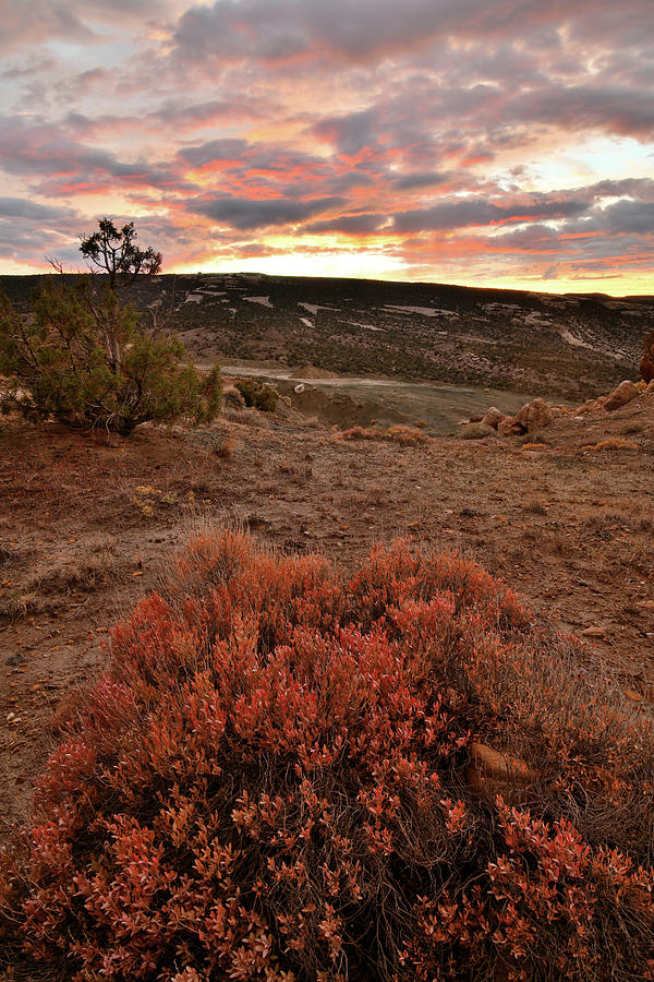 Colorful Sunset and Bush in Bentonite Site Photograph by Ray Mathis
