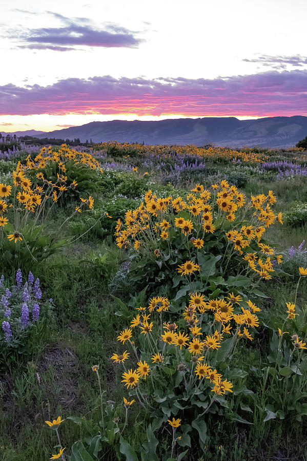 Colorful Sunset and Wildflowers, OR Photograph by Rachel Rausch Johnson