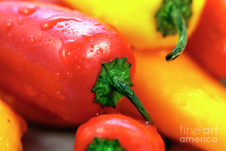 Colorful Sweet Peppers  Photograph by John Rizzuto