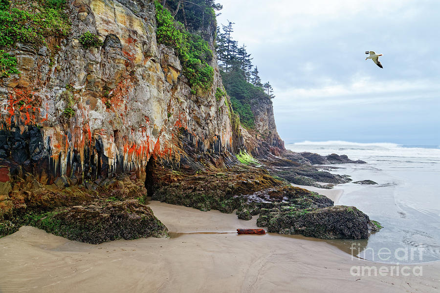 Colorful Ocean Cliff With Moss And Lichens Photograph by Robert C Paulson Jr