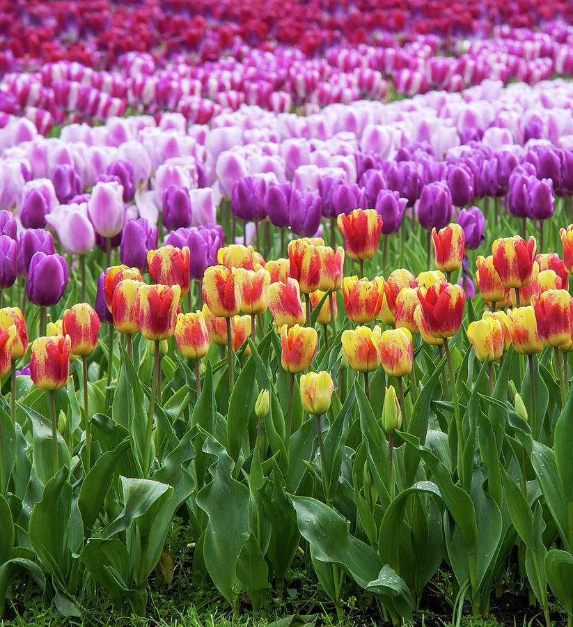 Colorful Tapestry with Tulips Colors Mystic Photograph by Jenny Rainbow