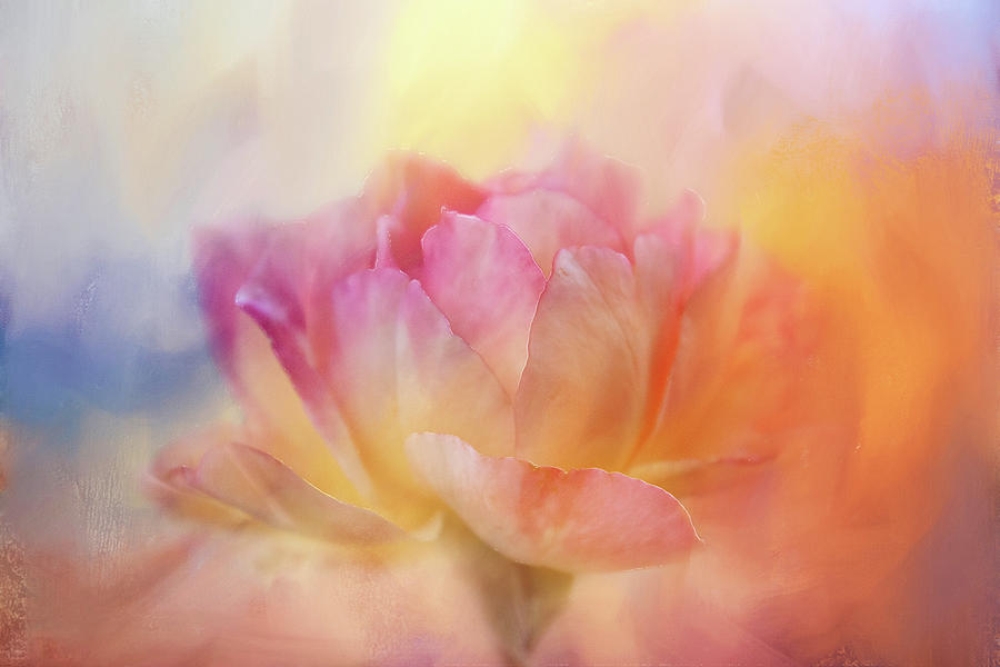 Colorful Textured Rose Digital Art by Terry Davis - Fine Art America
