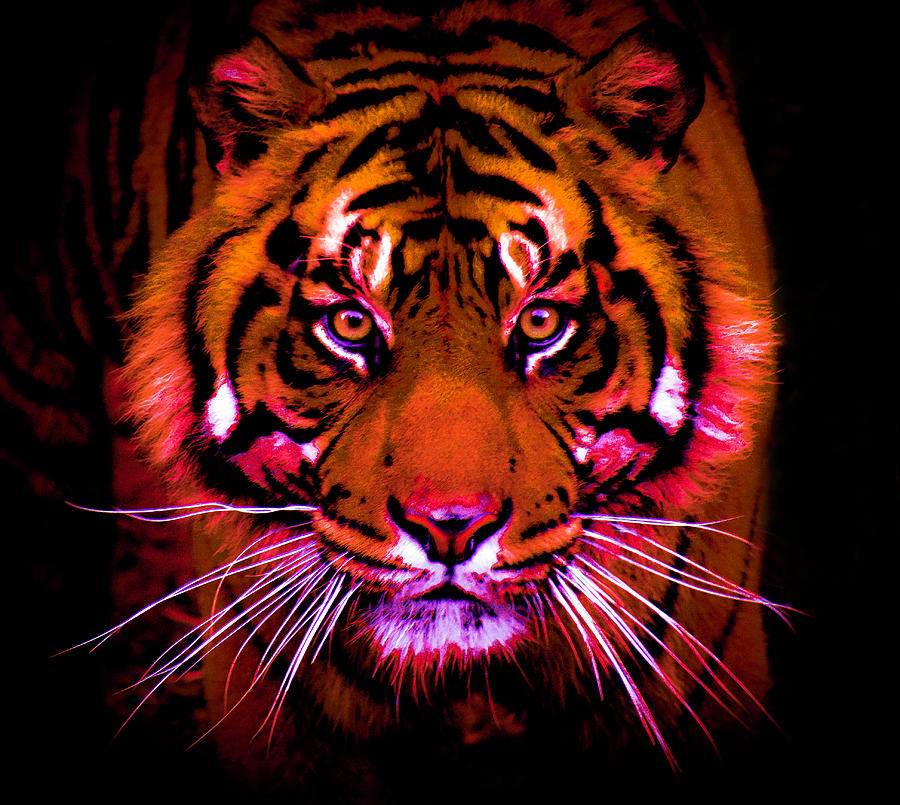 Colorful Tiger Photograph by Lyndee Miller is Fierce Ambition Imagery