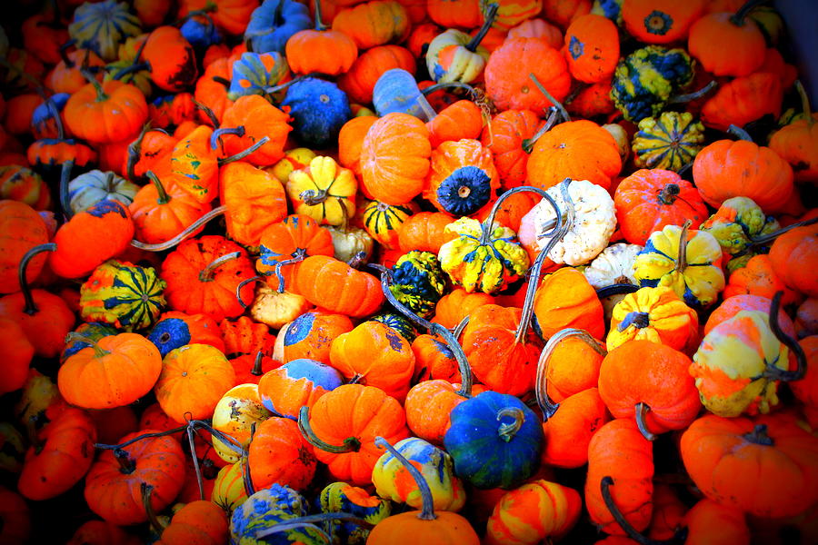 Pumpkin Photograph - Colorful Tiny Pumpkins by Cynthia Guinn