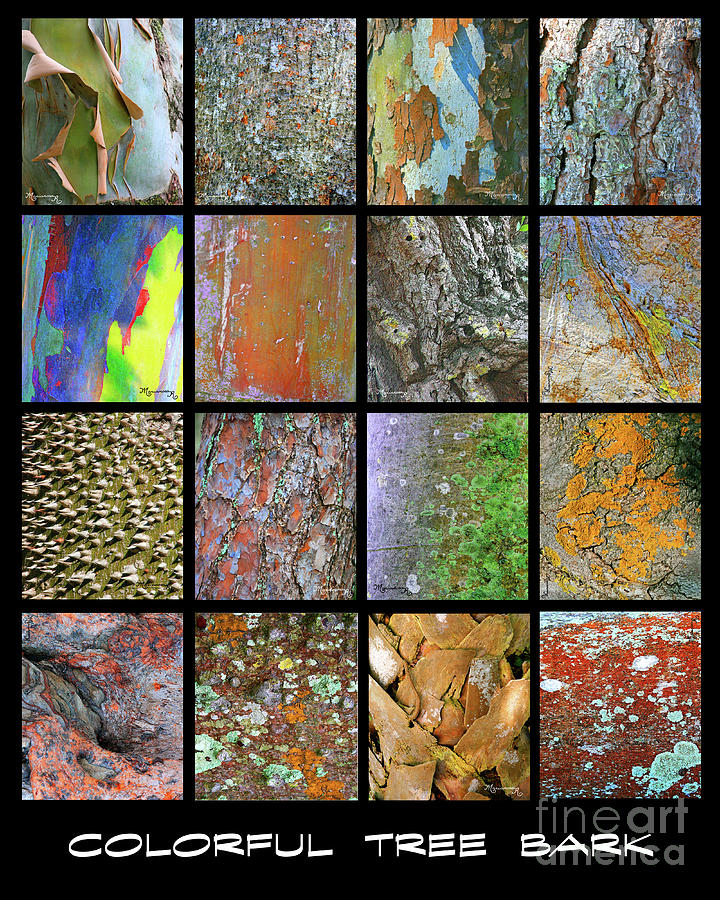 Colorful Tree Bark Photograph by Mariarosa Rockefeller
