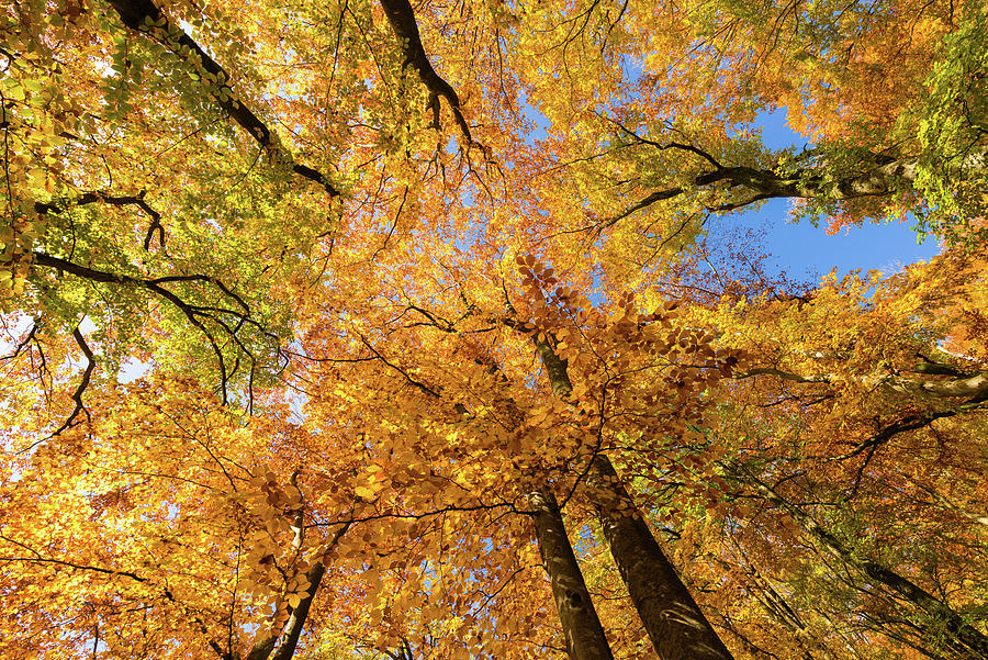 Colorful trees in fall Photograph by Matthias Hauser