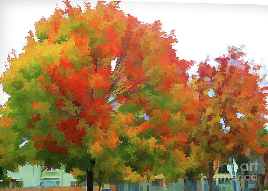 Colorful Trees Red Orange Yellow  Photograph by Chuck Kuhn