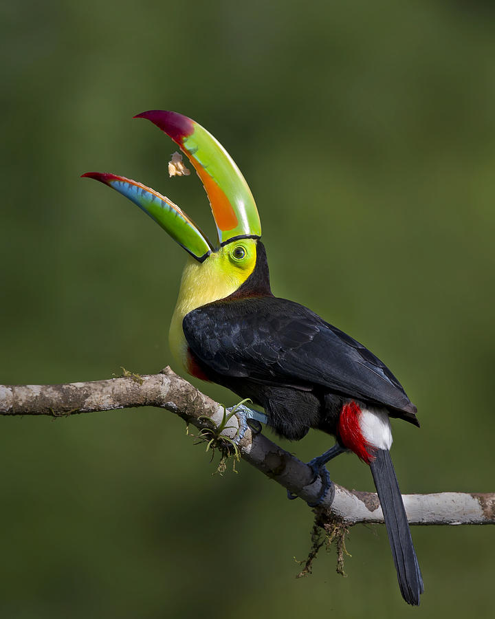 Toucan Photograph - Colorful Trick by Young Feng