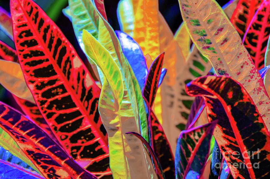 Leaves Photograph - Tropical Leaves by D Davila