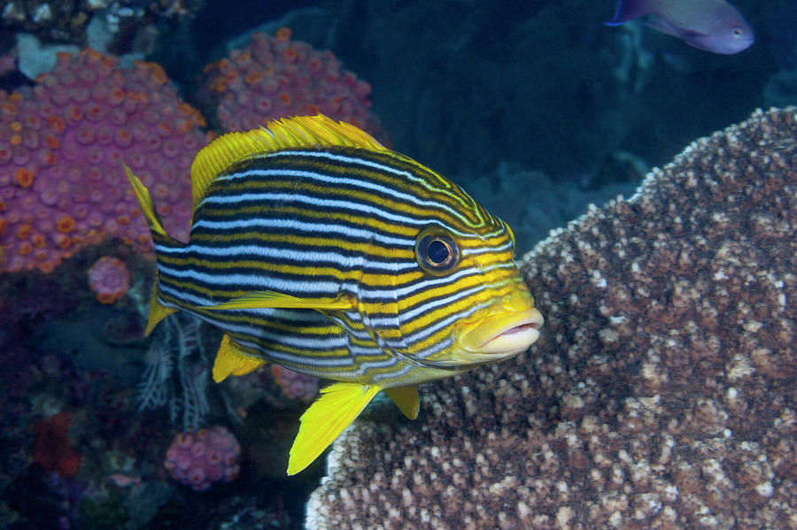 colorful tropical fish photos