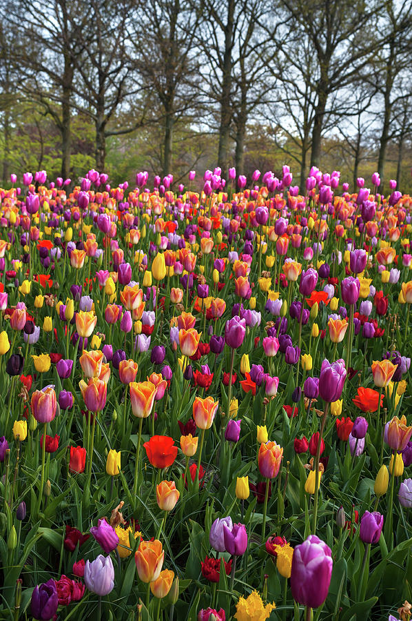 Colorful Tulip Field in Keukenhof Photograph by Jenny Rainbow