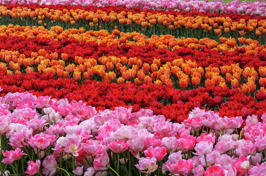 Colorful Tulip Fields of Keukenhof Photograph by Jenny Rainbow