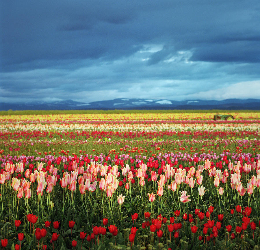 Colorful Tulip Fields Under Stormy Skies Photograph by Danielle D. Hughson