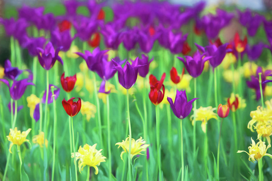 Colorful Tulip Scape Photograph