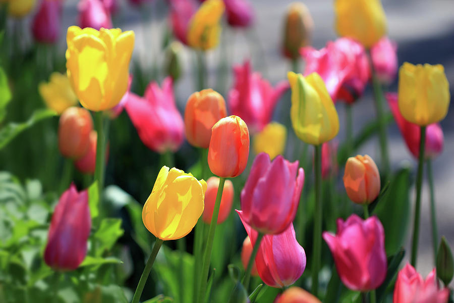 Colorful Tulips Photograph by Angela Murdock
