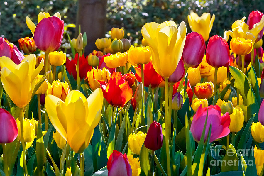 Pink Photograph - Colorful Tulips In The Park Spring by Artens Pink Photograph - Colorful Tulips In The Park Spring by Artens