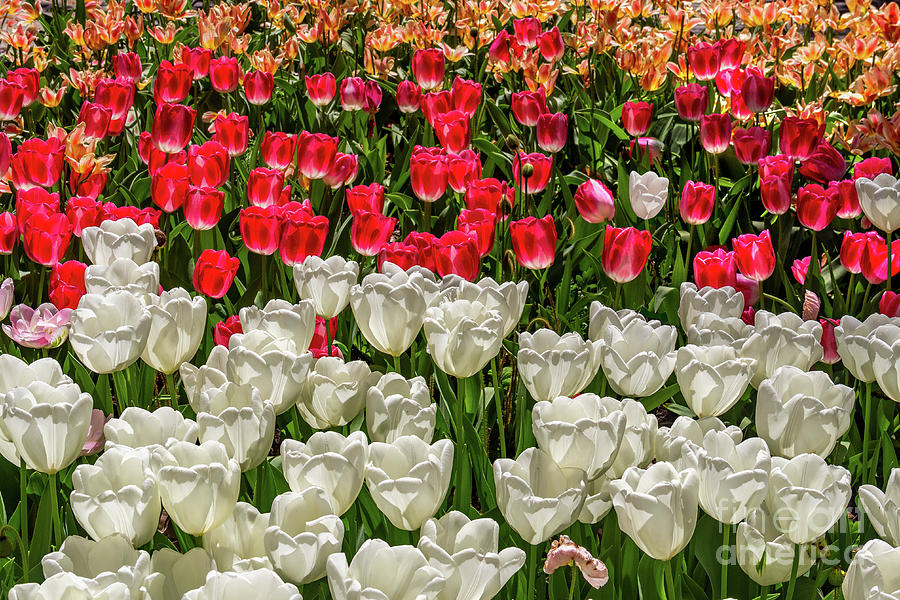 Colorful Tulips in White and Pink Photograph by Roslyn Wilkins