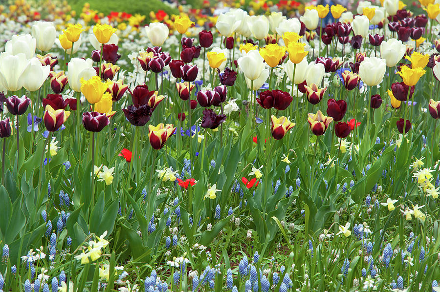 Colorful Tulips Mix Border Photograph by Jenny Rainbow