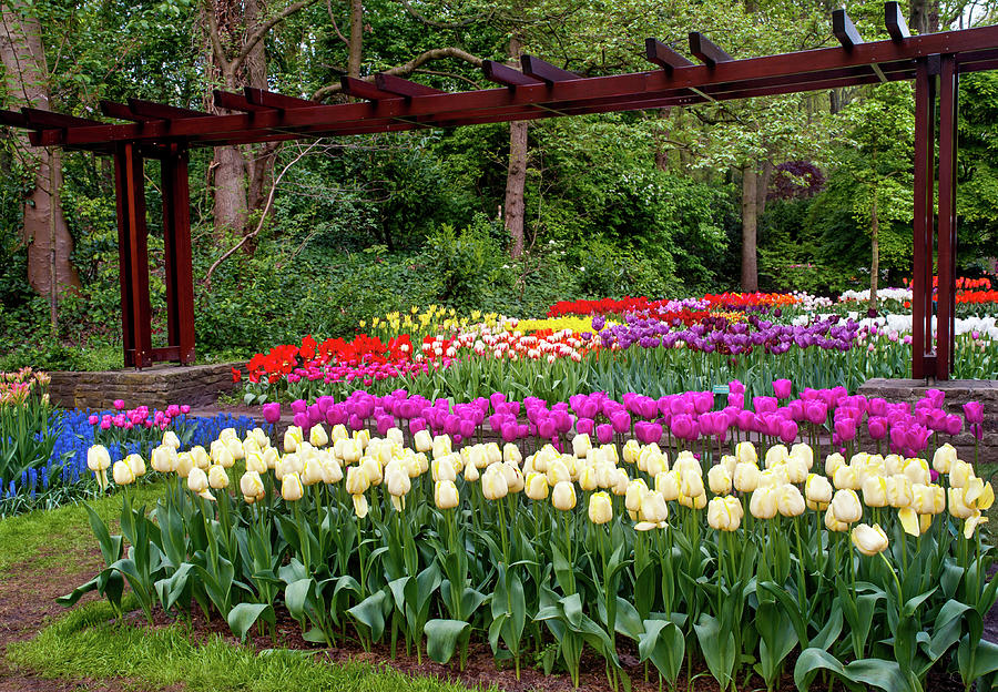 Colorful Tulips Mix Display in Keukenhof Photograph by Jenny Rainbow