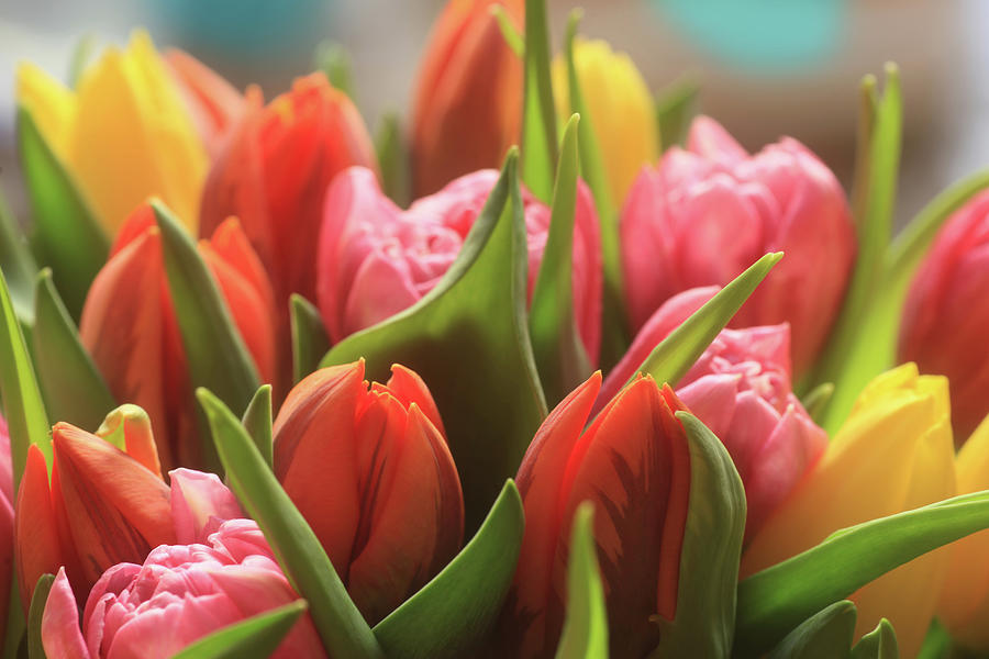 Colorful Tulips Photograph by Photography By Philipp Chistyakov